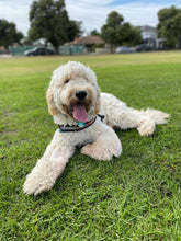 Load image into Gallery viewer, Personalised Pet Cushion - Single Sided